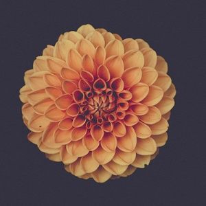 Meet your Posher, Vicky